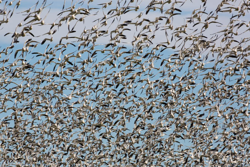 Snow Geese In Flight