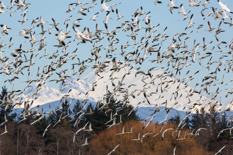 Snow Geese And Mount Baker