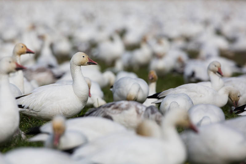 Snow Goose