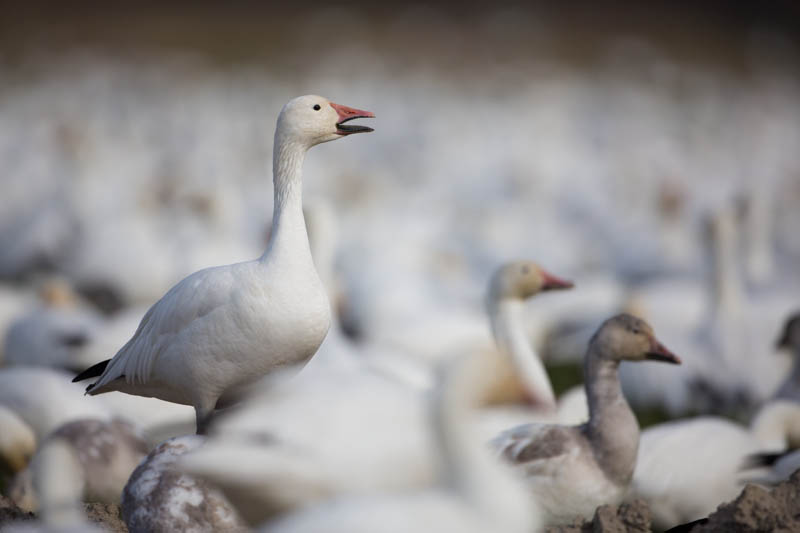 Snow Goose