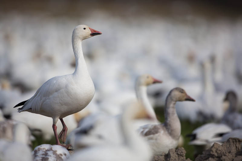 Snow Goose