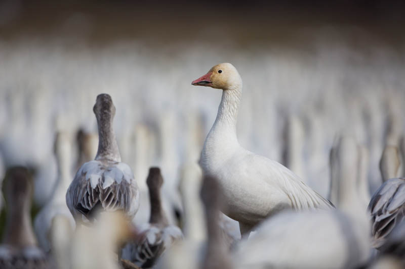 Snow Goose