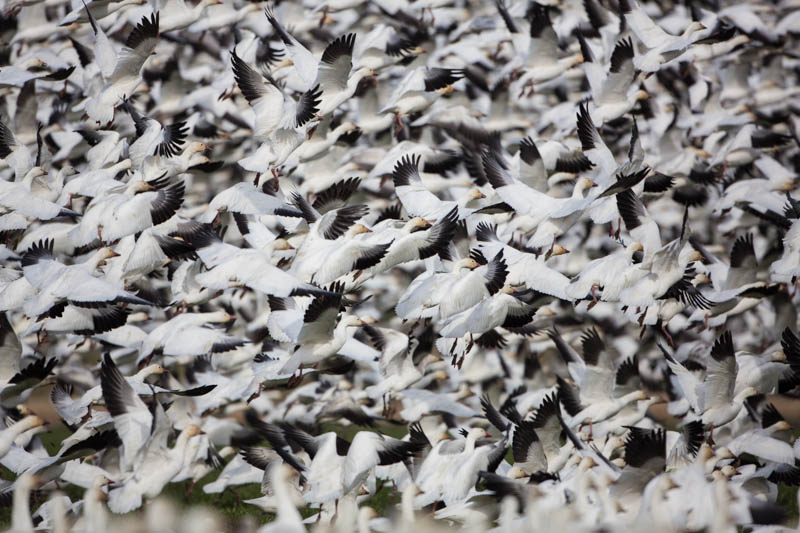 Snow Geese In Flight