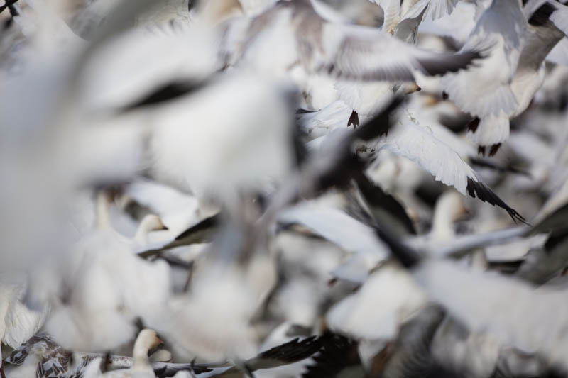 Snow Geese In Flight