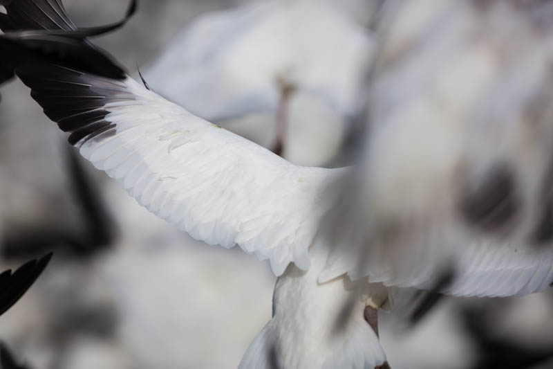 Snow Geese In Flight