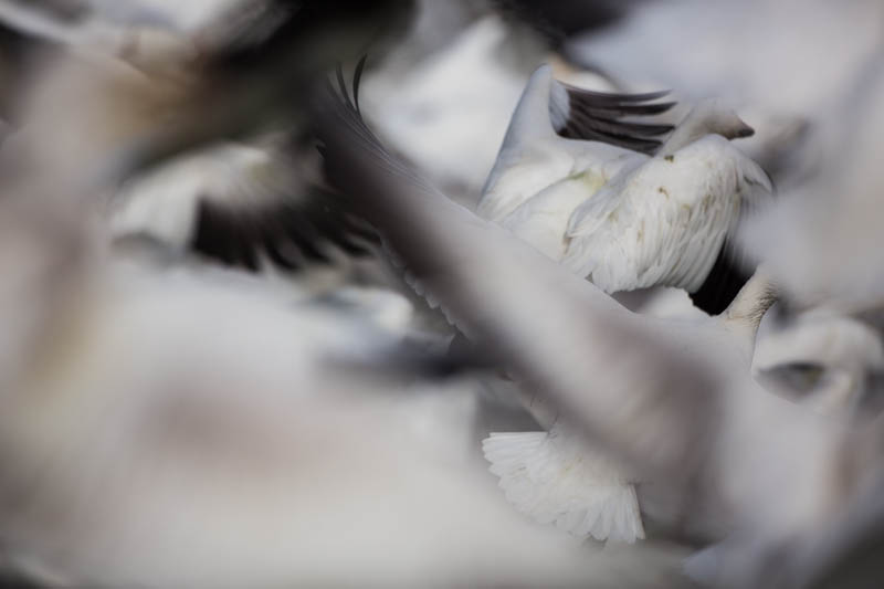 Snow Geese In Flight