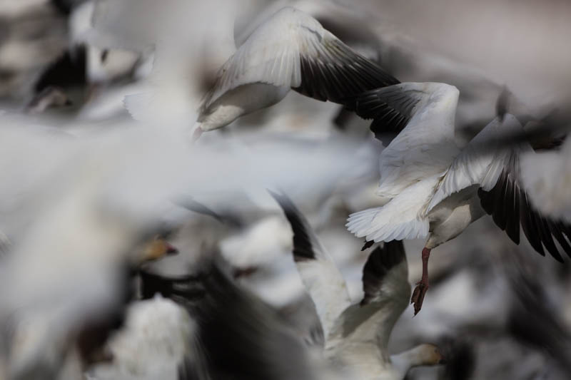 Snow Geese In Flight