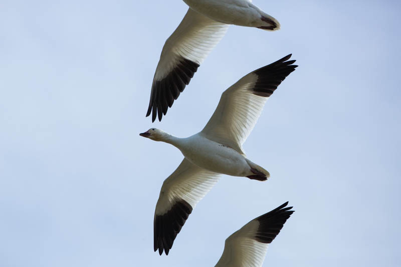 Snow Geese In Flight