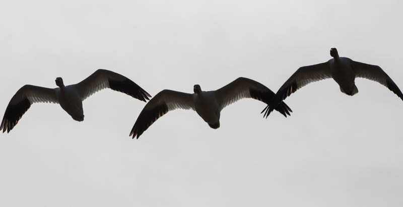 Snow Geese In Flight