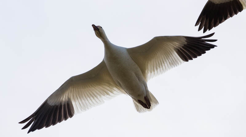 Snow Goose In Flight