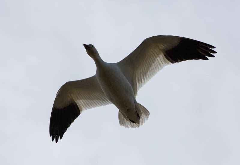 Snow Goose In Flight