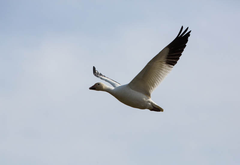 Snow Goose In Flight