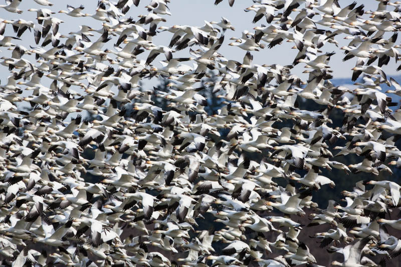 Snow Geese In Flight