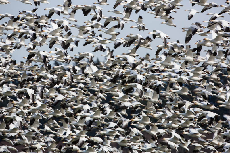 Snow Geese In Flight