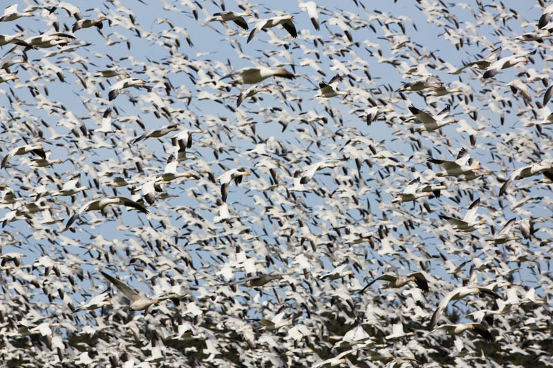 Snow Geese In Flight