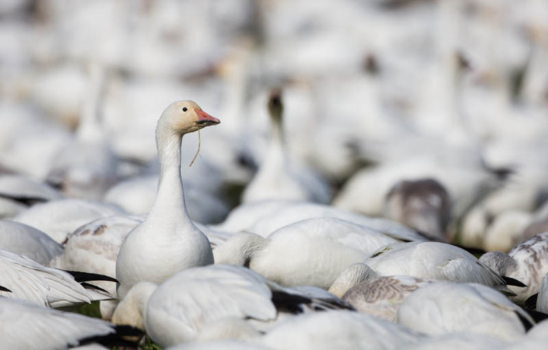 Snow Goose