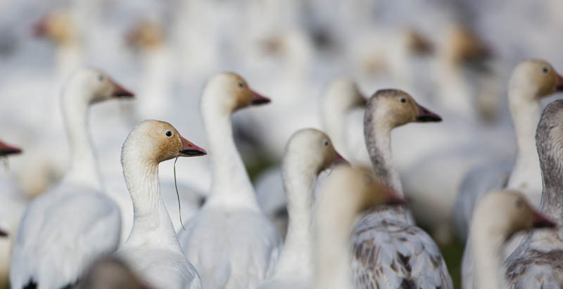 Snow Goose