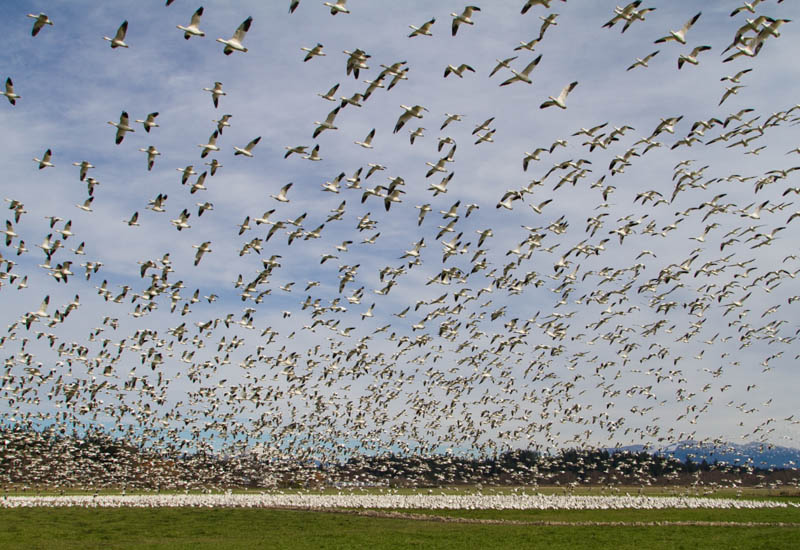 Snow Geese In Flight