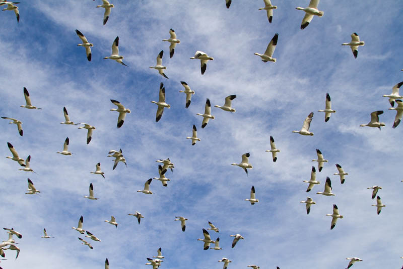 Snow Geese In Flight