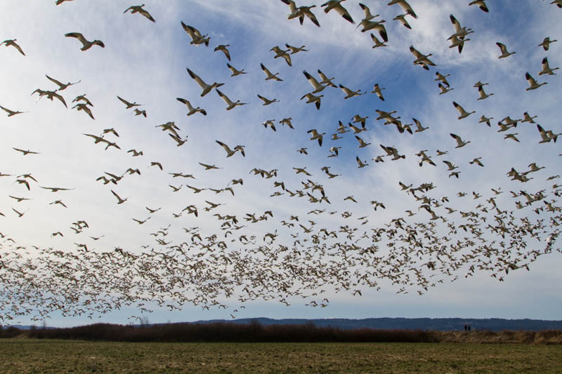 Snow Geese In Flight