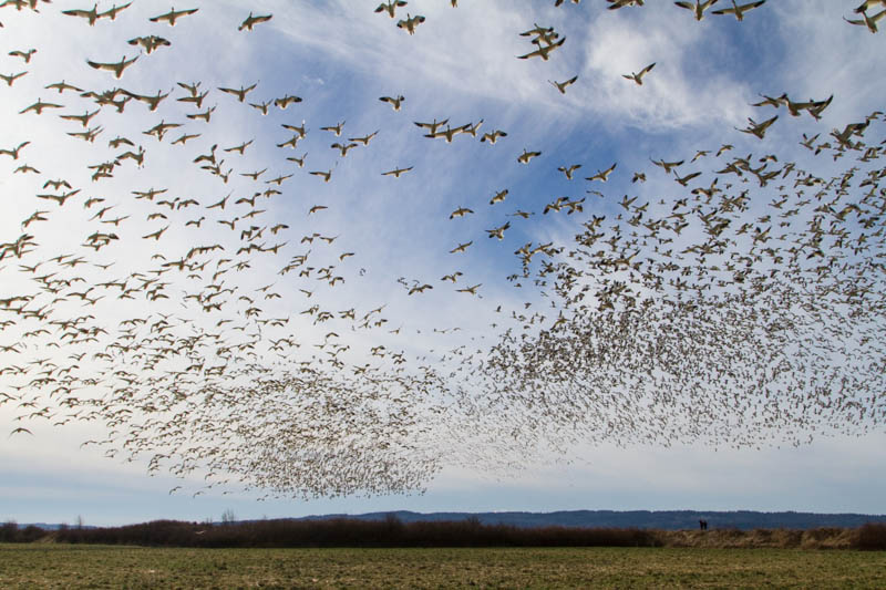 Snow Geese In Flight