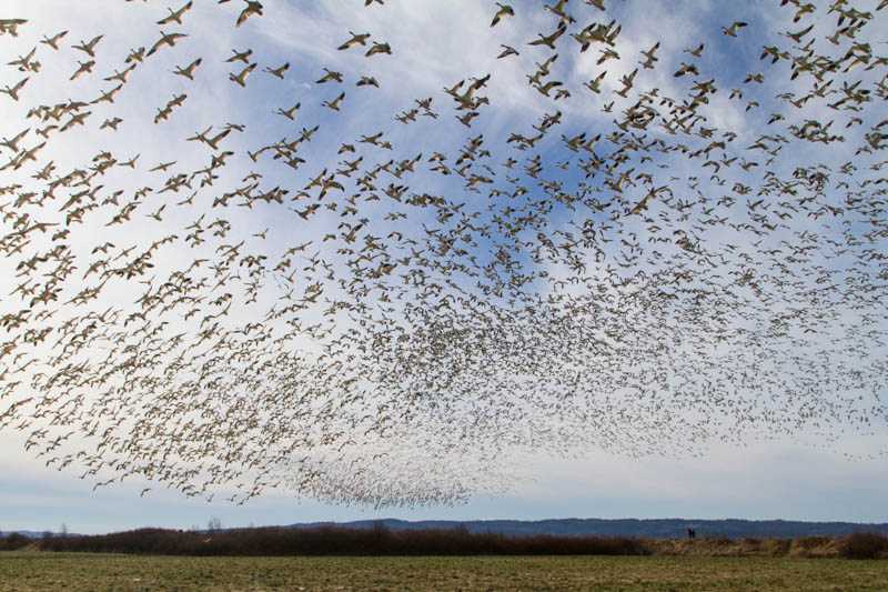 Snow Geese In Flight