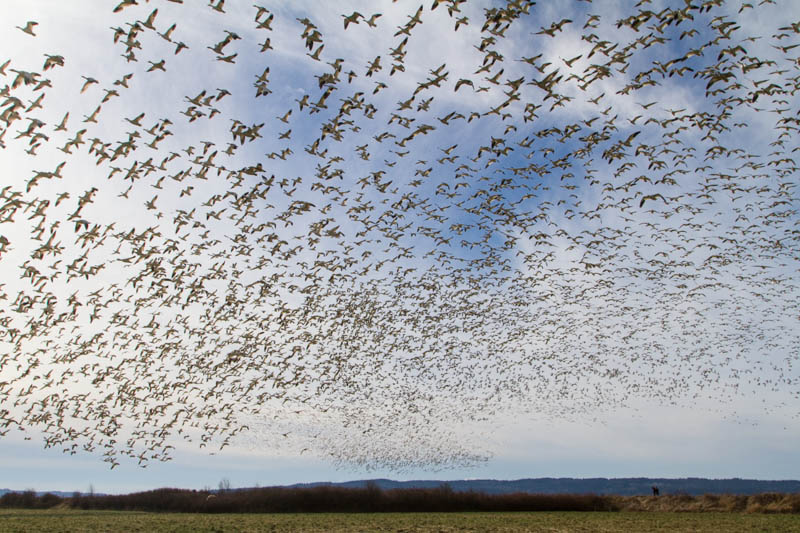 Snow Geese In Flight