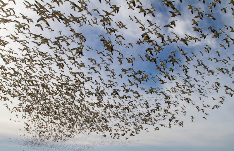 Snow Geese In Flight