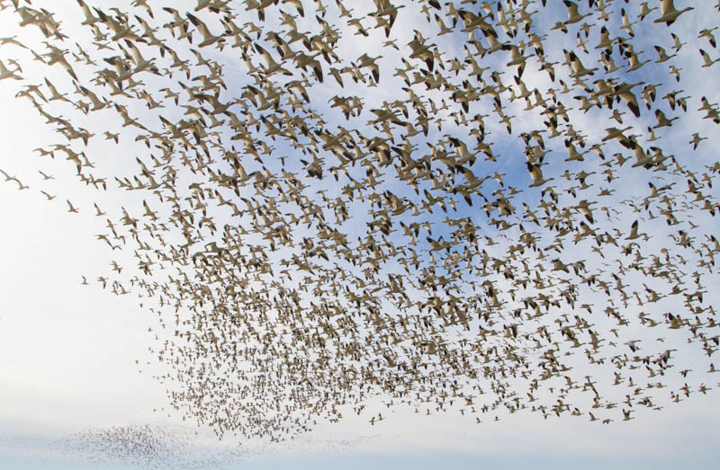 Snow Geese In Flight