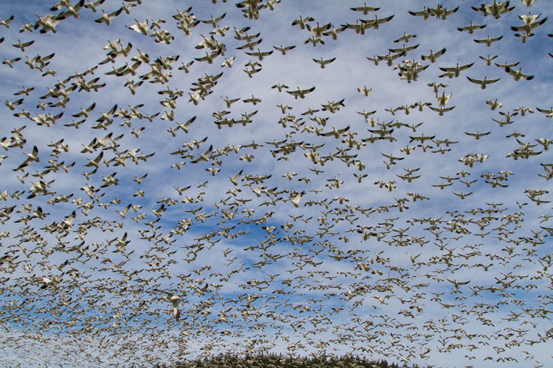 Snow Geese In Flight