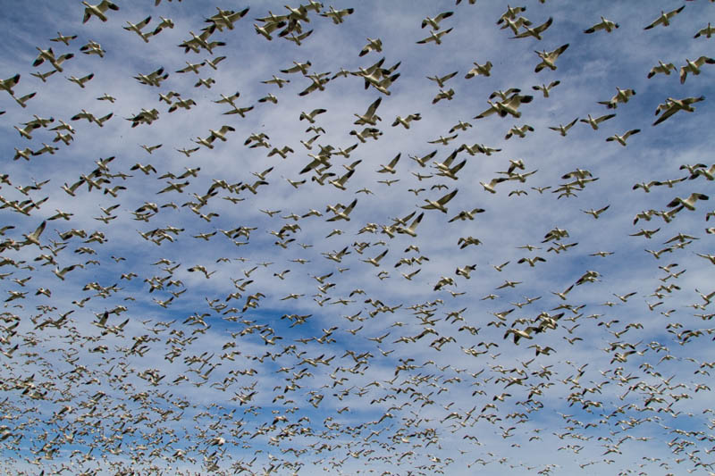 Snow Geese In Flight