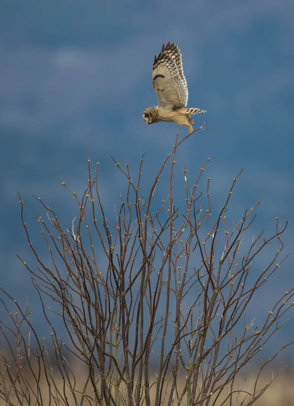 Short-Eared Owl Taking Flight