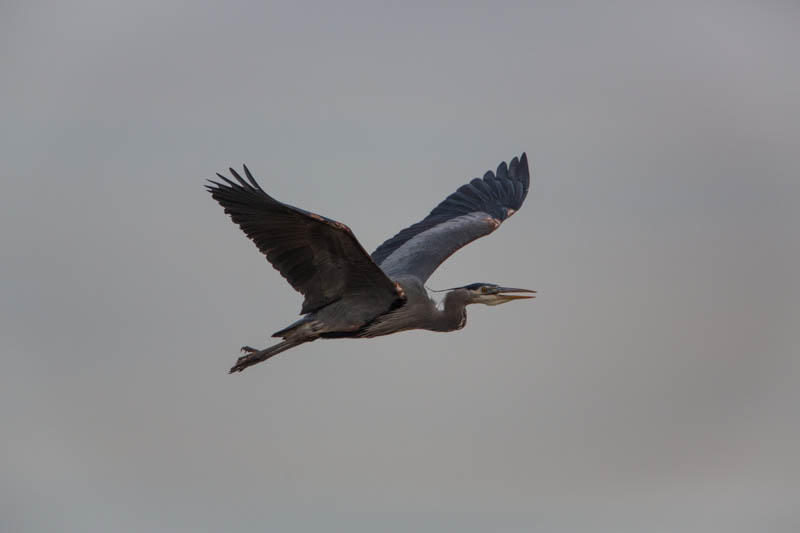 Great Blue Heron In Flight