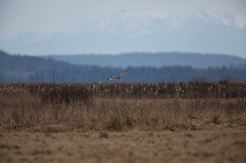 Short-Eared Owl In Flight