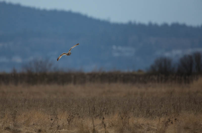 Short-Eared Owl In Flight