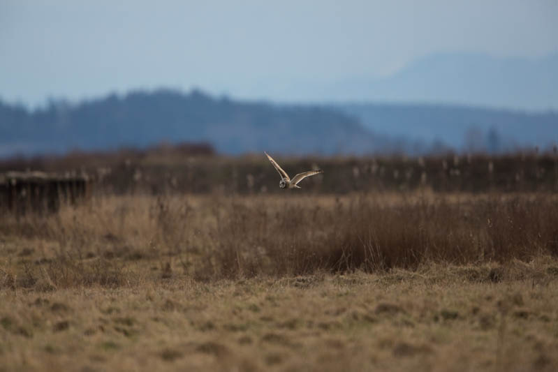 Short-Eared Owl In Flight