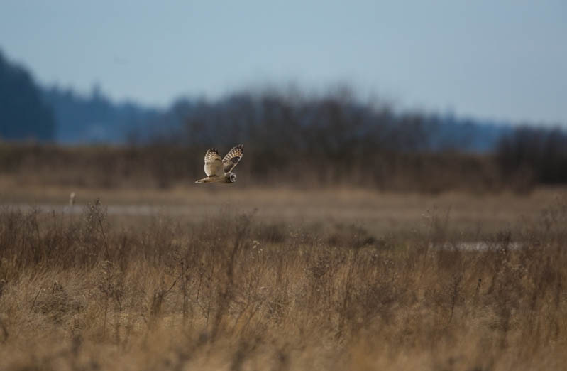 Short-Eared Owl In Flight