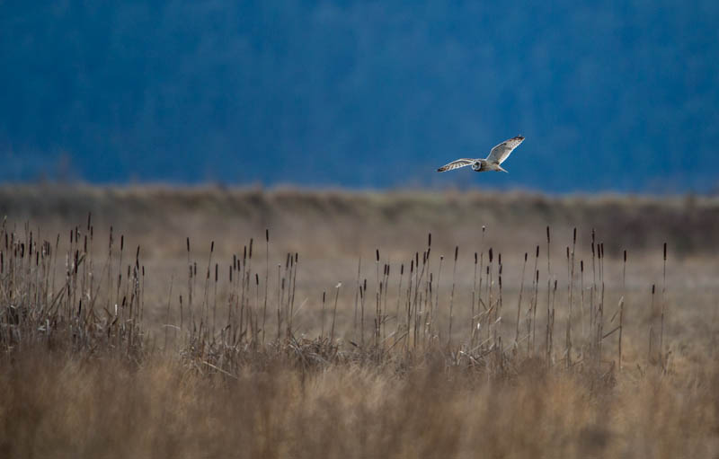 Short-Eared Owl In Flight