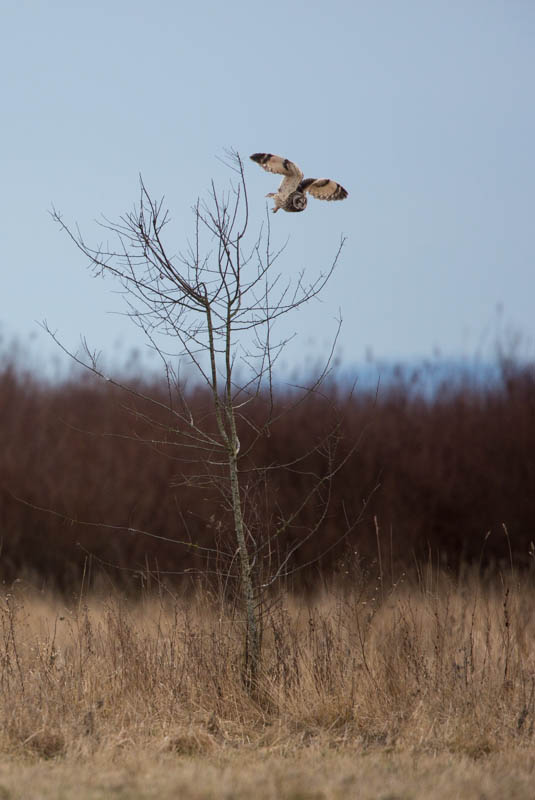 Short-Eared Owl In Flight