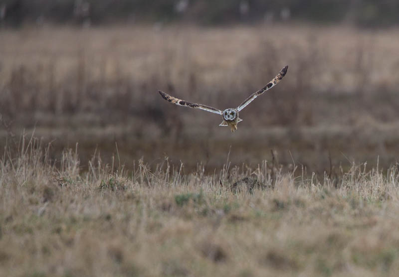 Short-Eared Owl In Flight