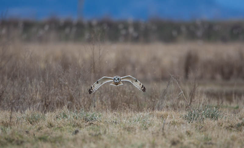 Short-Eared Owl In Flight