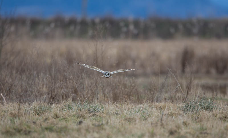 Short-Eared Owl In Flight