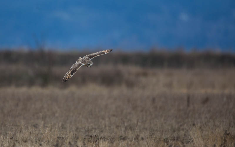 Short-Eared Owl In Flight