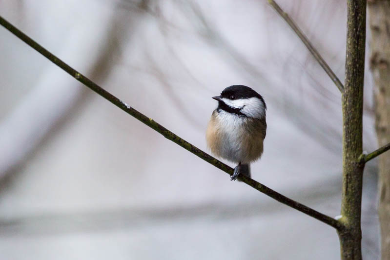 Black-Capped Chickadee