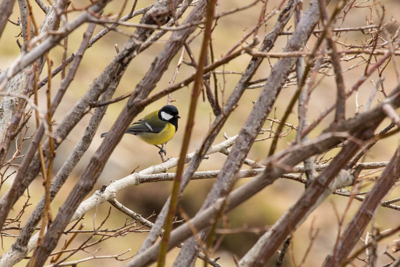 Great Tit