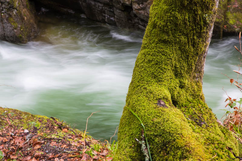 Moss Covered Tree Along River