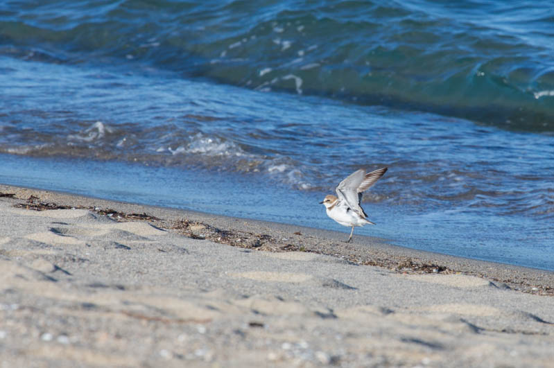 Snowy Plover