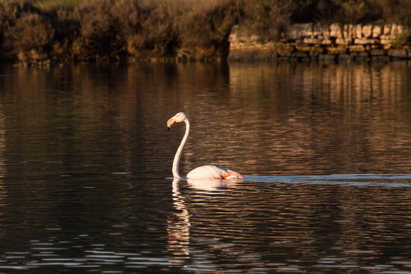 Greater Flamingo