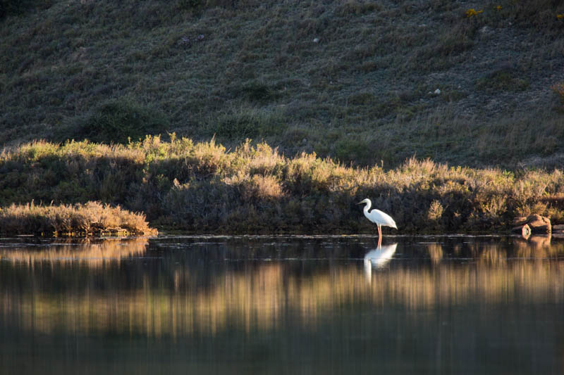 Little Egret