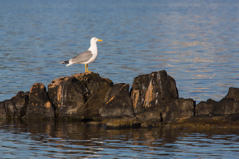 Yellow-Legged Gull